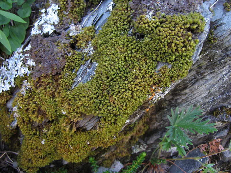 Ulota phyllantha